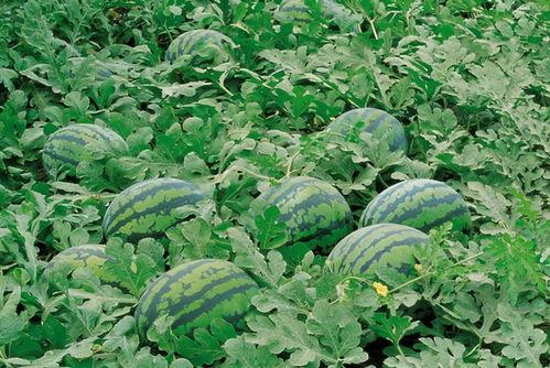 718娱乐吃瓜入口